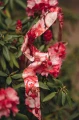 Jedwabny twilly Peonie